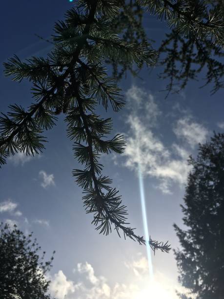 Blue atlas cedar - Branches, twigs & leaves in the sun stock photo