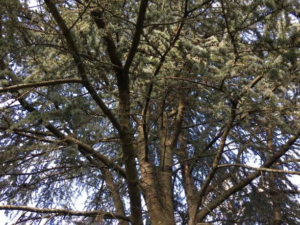 Blue atlas cedar - Canopy stock photo