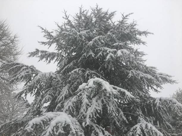 Blue atlas cedar - Crown in the snow stock photo