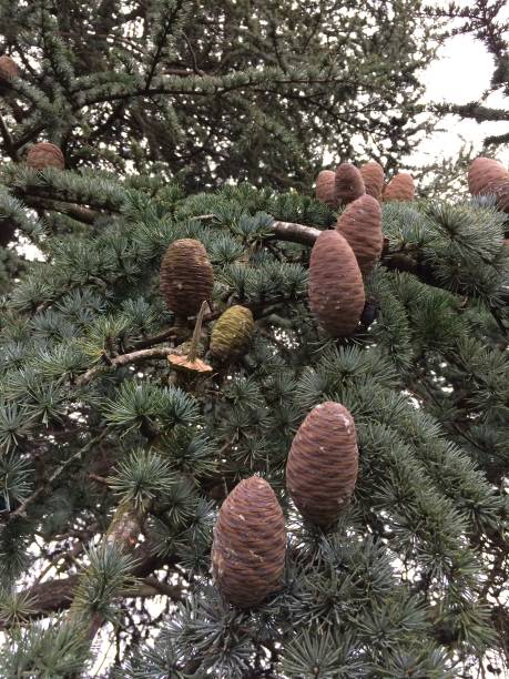 Blue atlas cedar - Leaves & female cones stock photo