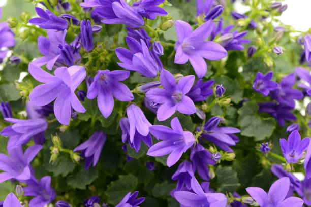 blue bellflowers (Campanula poscharskyana) stock photo
