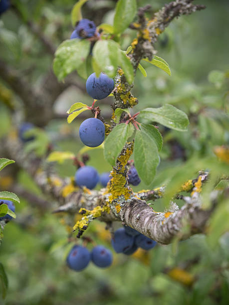 Blue berries on tree branches stock photo
