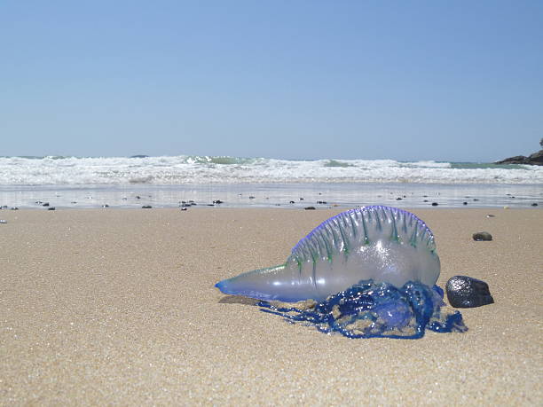 bottiglia blu meduse - caravella portoghese foto e immagini stock
