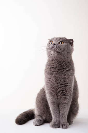 Blue British Shorthair Cat On White Background Stock Photo