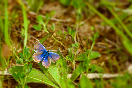 Beautiful Blue butterfly sitting on a leaf on a sunny summer day
