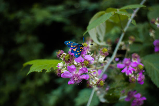 blue butterfly - sturm imagens e fotografias de stock