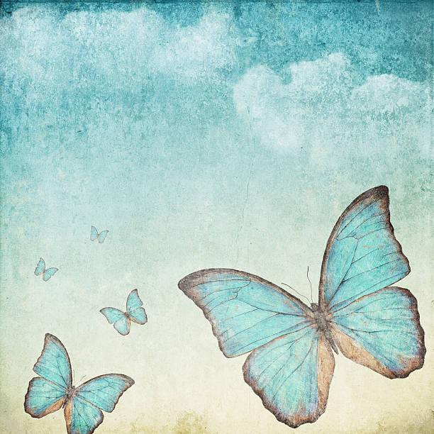 blue butterfly stock photo