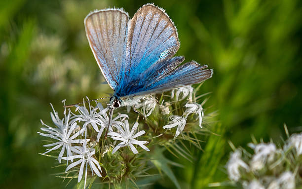 Blue butterfly (Adonis Blue) stock photo