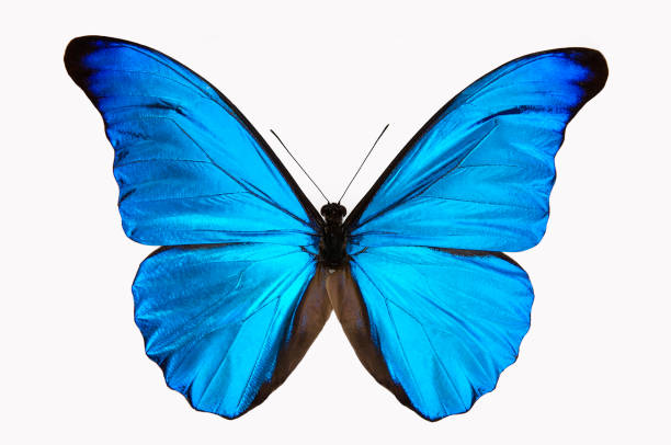 Голубая бабочка - Сток картинки.