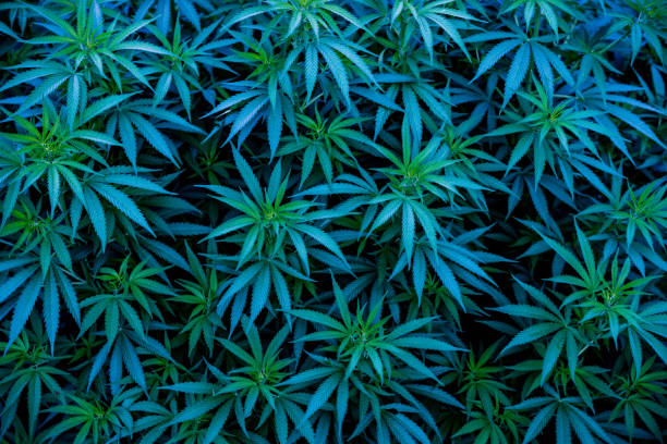recreational marijuana dispensary denver colorado