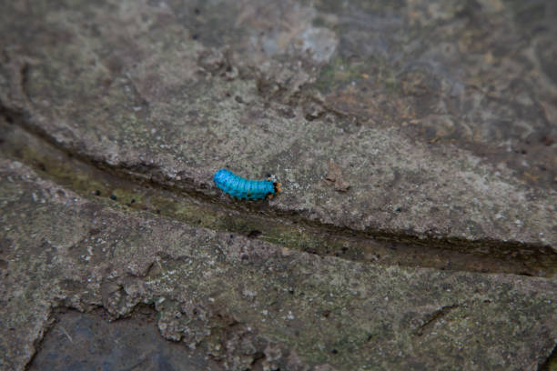 A blue caterpillar stock photo