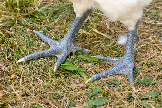 Blue chicken feet stock photo