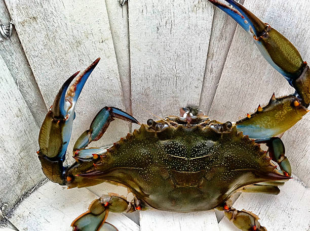 Blue Claw Crab Taken with an iPhone.  Filtered with Snapseed. crabbing stock pictures, royalty-free photos & images
