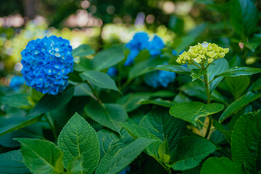 Blue colored hydrangea flowers in rain season, Tokyo, June 2022
