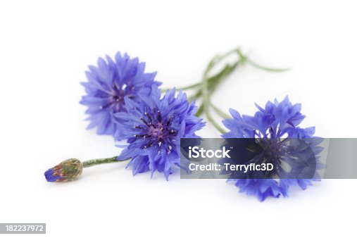 istock Blue Cornflower Bouquet, Wildflowers 182237972