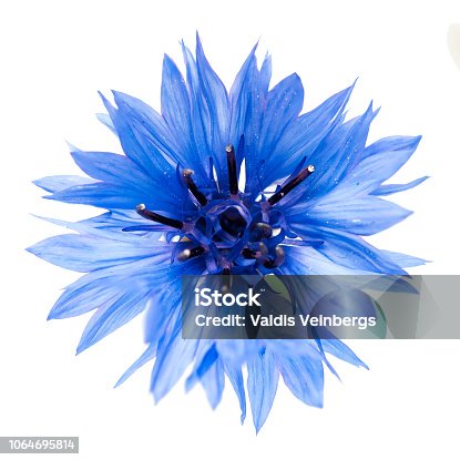 istock Blue cornflower cut out, isolated on a white background 1064695814