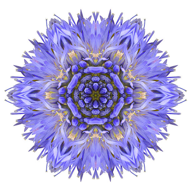 Blue Cornflower Mandala Flower Kaleidoscope Isolated on White stock photo