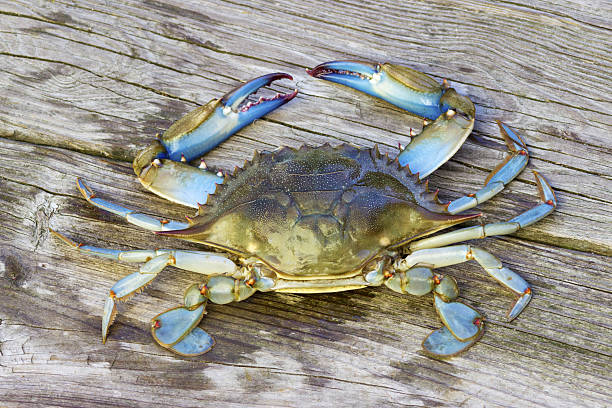 blue crab on pier a male blue crab on rustic wooden pier blue crab stock pictures, royalty-free photos & images