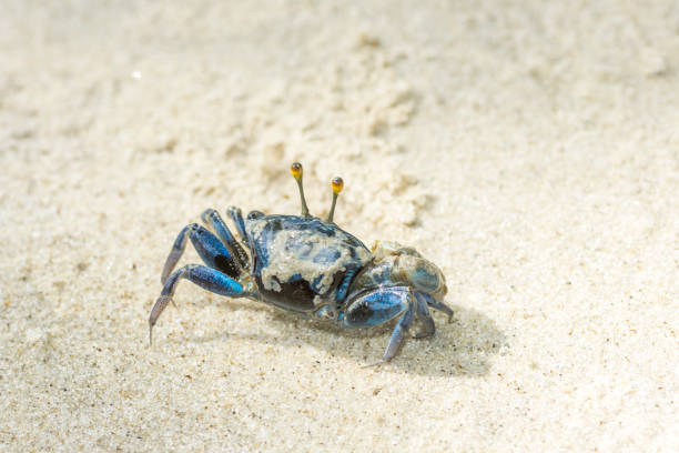 Blue crab on sand Blue crab on sand blue crab stock pictures, royalty-free photos & images