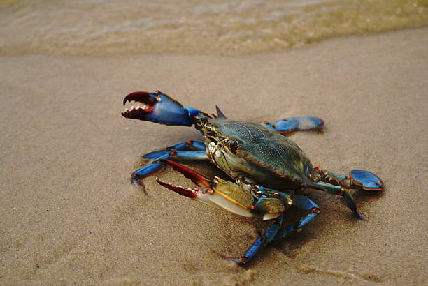 Blue Crab Blue Crab 347 chesapeake bay stock pictures, royalty-free photos & images