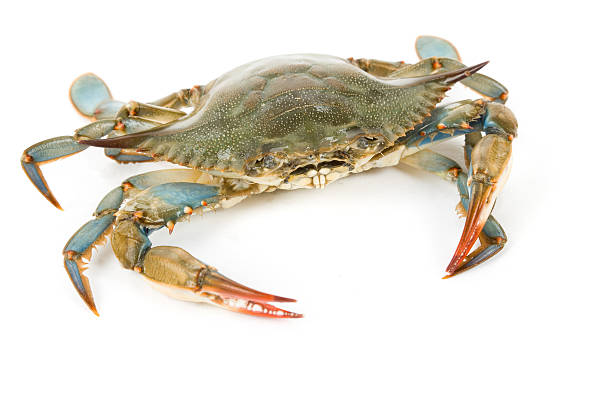 Blue Crab Blue Crab with white background blue crab stock pictures, royalty-free photos & images