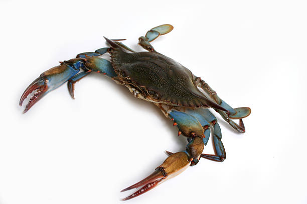 Blue Crab http://www.geocities.com/syattman/seafood.jpg blue crab stock pictures, royalty-free photos & images