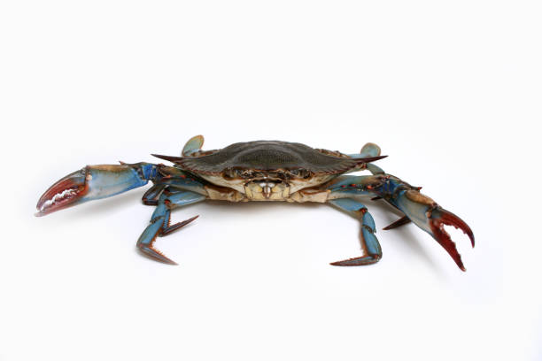 blue crab  blue crab stock pictures, royalty-free photos & images