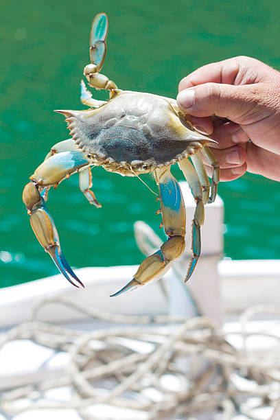 Blue Crab A freshly caught crab in the hand of a fisherman on a boat crabbing stock pictures, royalty-free photos & images