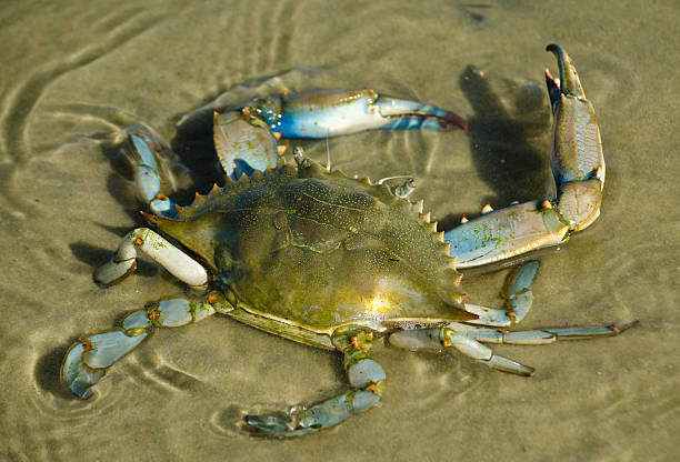 Blue Crab Blue Crab in the Gulf of Mexico. blue crab stock pictures, royalty-free photos & images