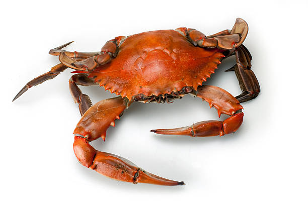 Blue Crab Single top view Isolated on White Background  blue crab stock pictures, royalty-free photos & images