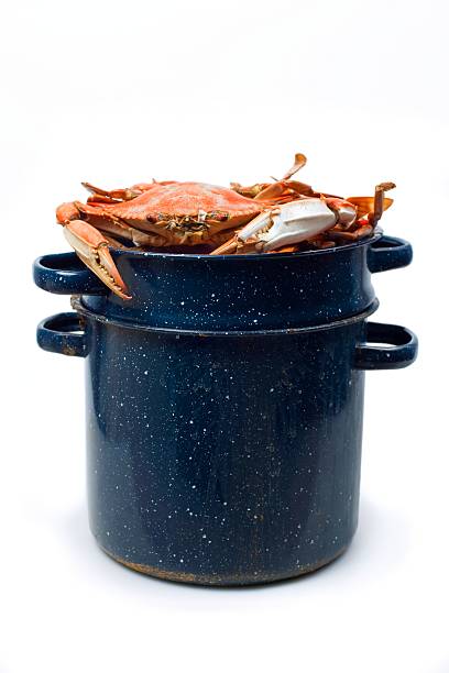 Blue Crabs in a Cooking Pot on White Backgound and stock photo