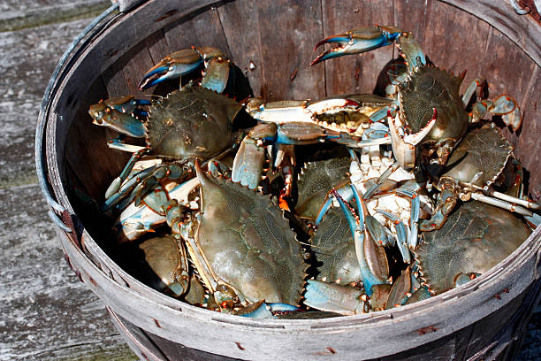 Blue Crabs in Wooden Bushel Bucket Close up shot of a bunch of chesapeake bay blue crabs in a old fashioned wooden bushel bucket used by watermen to put crabs in. Taken on a pier near fishing boats, the fresh crabs are stacked on top of one another and aren't too happy, A nice seafood shot of a tasty coastal bounty. - A great shot for fresh seafood ingredient Photos or having to do with the fishing industry. blue crab stock pictures, royalty-free photos & images