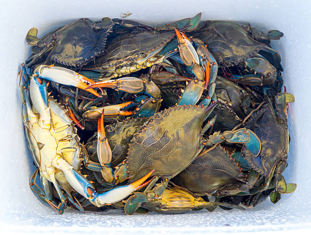 Blue Crabs Blue Crab as raw seafood, animals background closeup. blue crab stock pictures, royalty-free photos & images