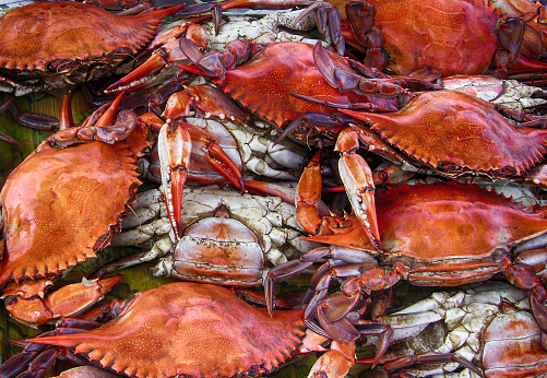Pile of blue crabs ready to be devoured.