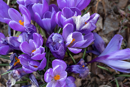 Blue crocuses grow in the ground, natural background, close-up.