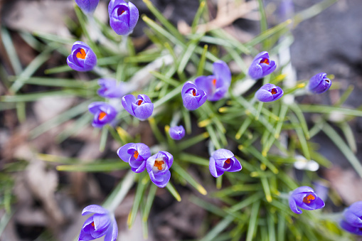 Blue crocuses grow in the ground, close-up. Top view