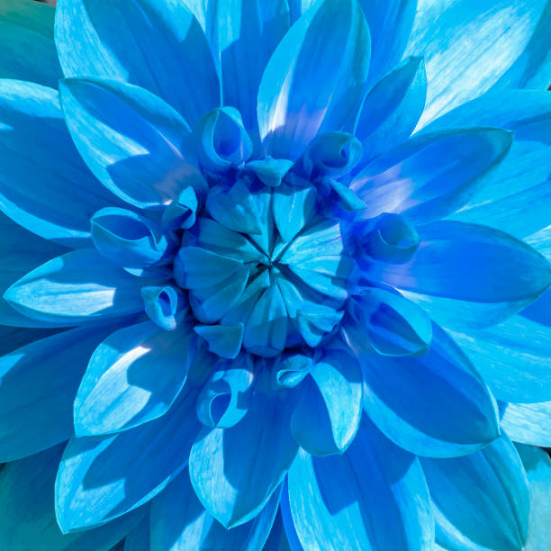 Blue Dahlia Flower stock photo