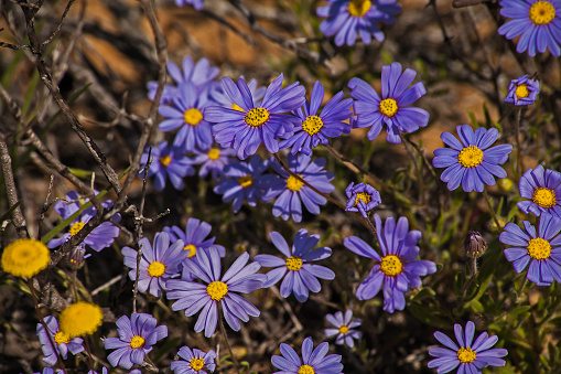 The blue flowers of the Blue Daisy (Felicia amelloides) in the Namaqua National Park
