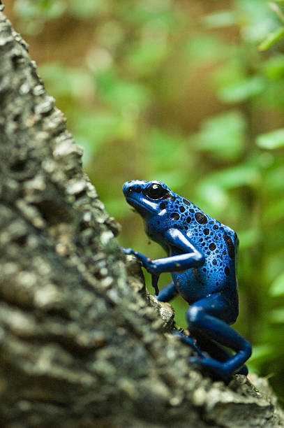 blue dart poison frog stock photo