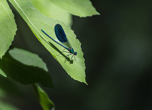 Blue Dragonfly on leaf stock photo