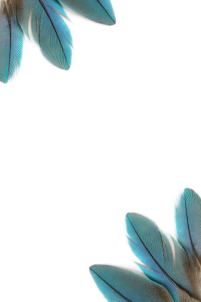 Blue Feathers Background stock photo