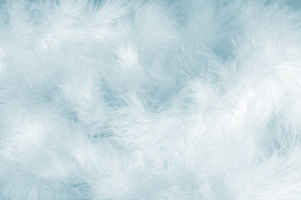 Blue Feathers stock photo