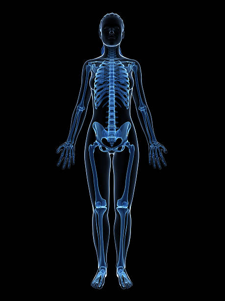 blue female skeleton - full body 3d rendered illustration of the female skeleton female likeness stock pictures, royalty-free photos & images