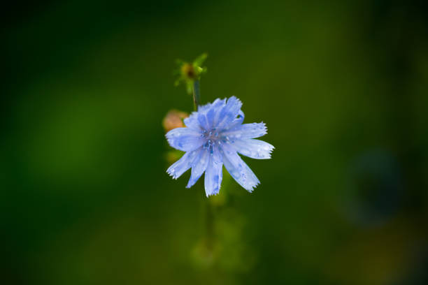 Blue flower in bloom stock photo