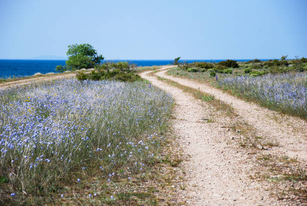 blå blommor av en slingrande kustväg smuts - öland bildbanksfoton och bilder