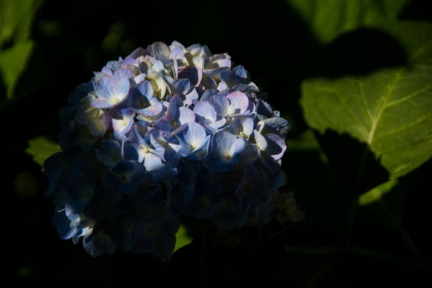 Blue Flowers stock photo