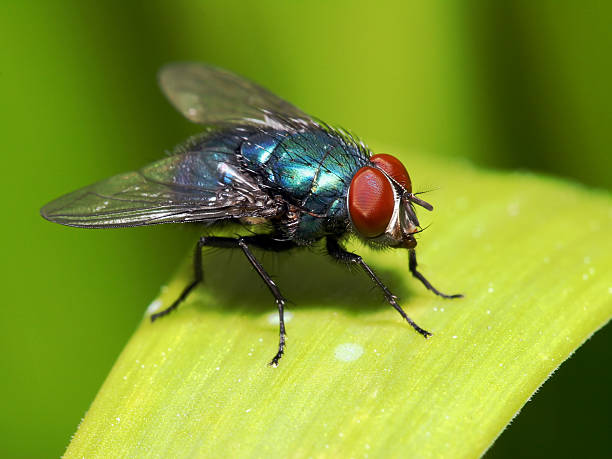 blue fly with red eyes on blade of grass - huisvlieg stockfoto's en -beelden