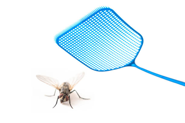 blauwe vliegenmepper aanvallende een vlieg geïsoleerd op een witte achtergrond, kopie ruimte - vliegenmepper stockfoto's en -beelden