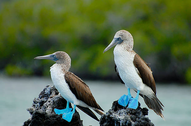 blue footed boobies - galapagos - ecuador - galápagos stock-fotos und bilder