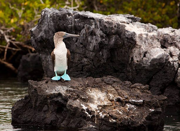 Blue Footed Booby On Rock stock photo